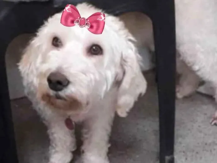 Cachorro ra a Mestiça  idade 2 a 6 meses nome Jolie 