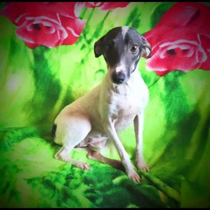 Cachorro ra a SRD idade 2 anos nome Jasmim