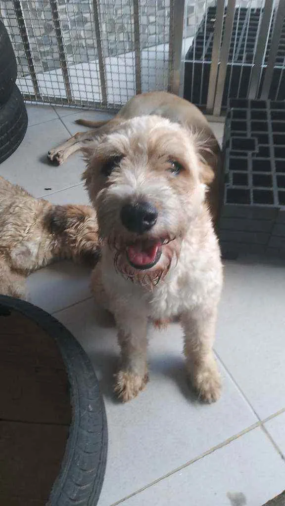 Cachorro ra a SRD idade 1 ano nome Apolo e Bob