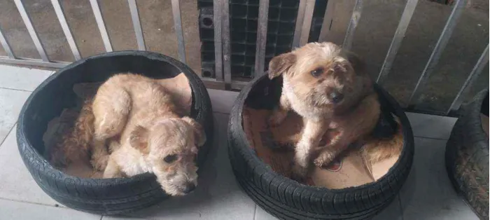 Cachorro ra a SRD idade 1 ano nome Apolo e Bob