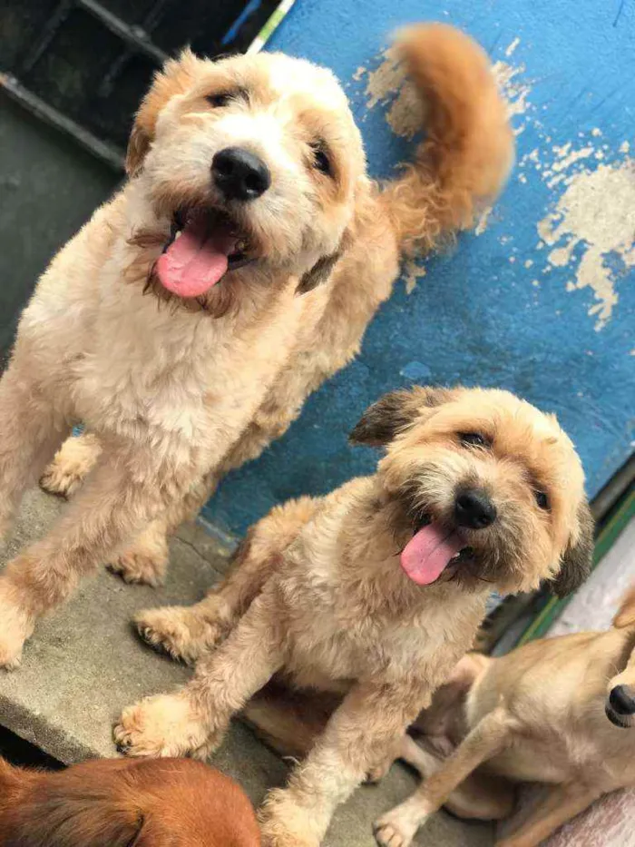 Cachorro ra a SRD idade 1 ano nome Apolo e Bob