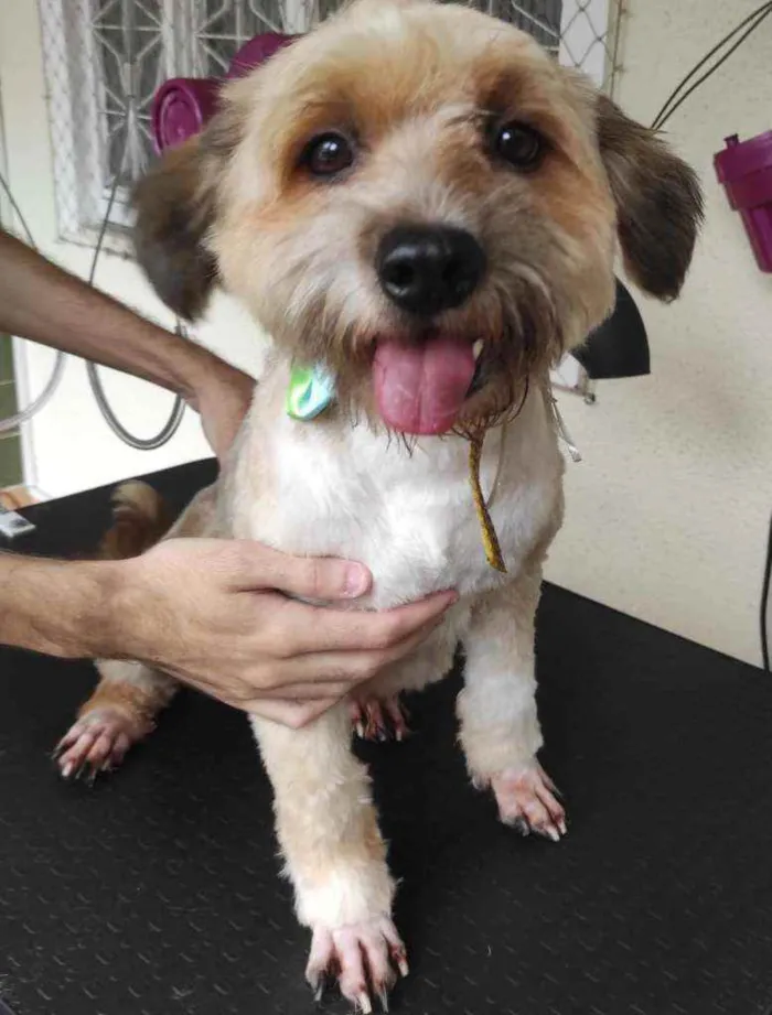 Cachorro ra a SRD idade 1 ano nome Apolo e Bob