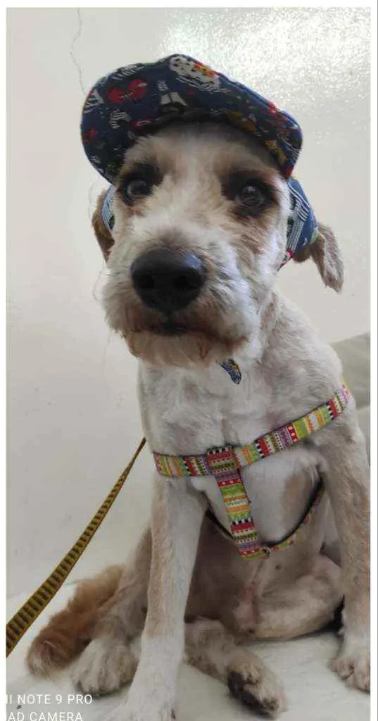 Cachorro ra a SRD idade 1 ano nome Apolo e Bob
