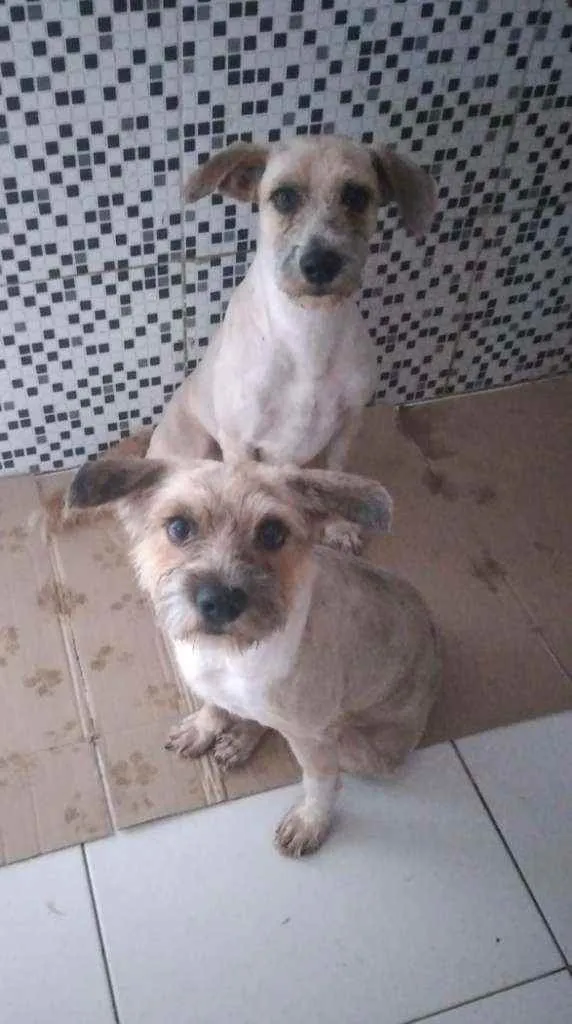 Cachorro ra a SRD idade 1 ano nome Apolo e Bob
