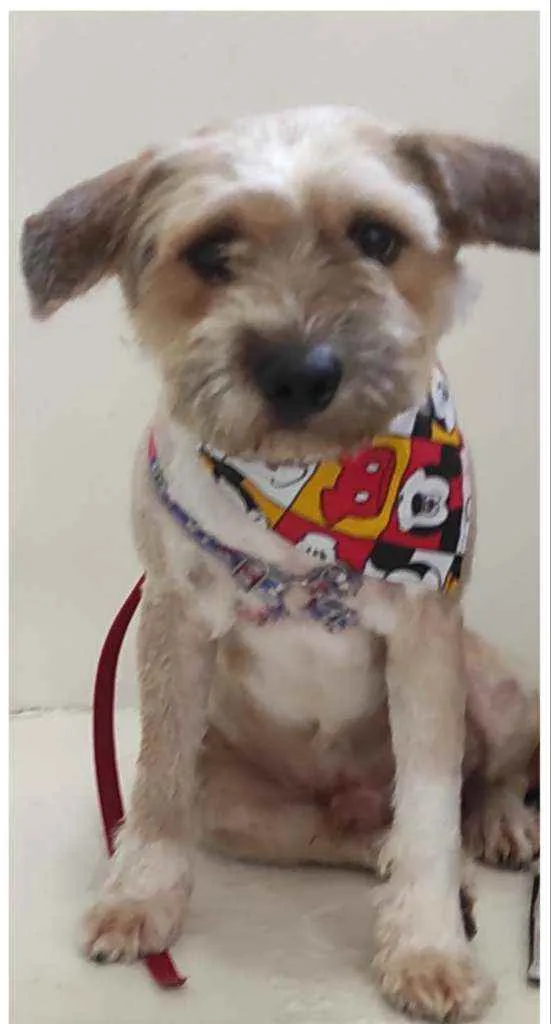 Cachorro ra a SRD idade 1 ano nome Apolo e Bob