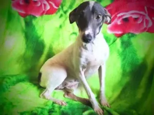 Cachorro raça SRD idade 2 anos nome Jasmim