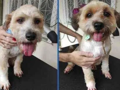 Cachorro ra a SRD idade 1 ano nome Apolo e Bob