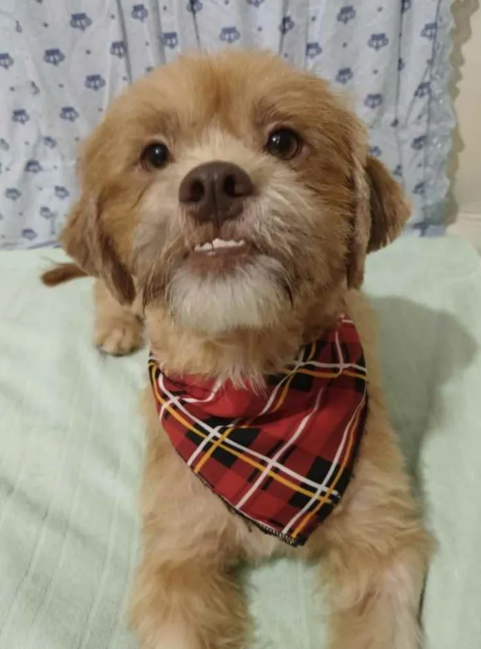 Cachorro ra a Mestiço  idade 2 anos nome Theo 