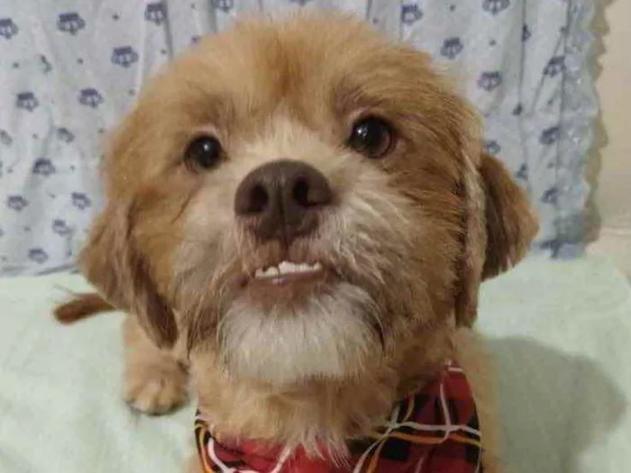 Cachorro ra a Mestiço  idade 2 anos nome Theo 