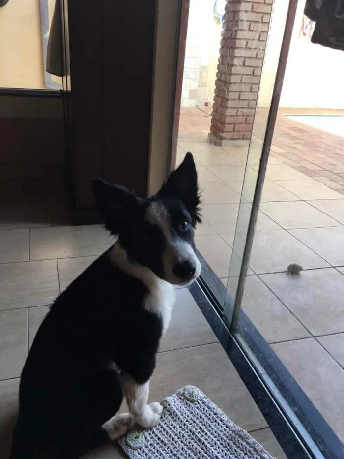 Cachorro ra a Border collie  idade  nome Teddy Wilson 