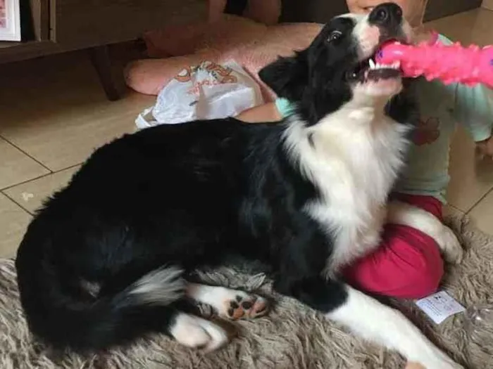 Cachorro ra a Border collie  idade  nome Teddy Wilson 