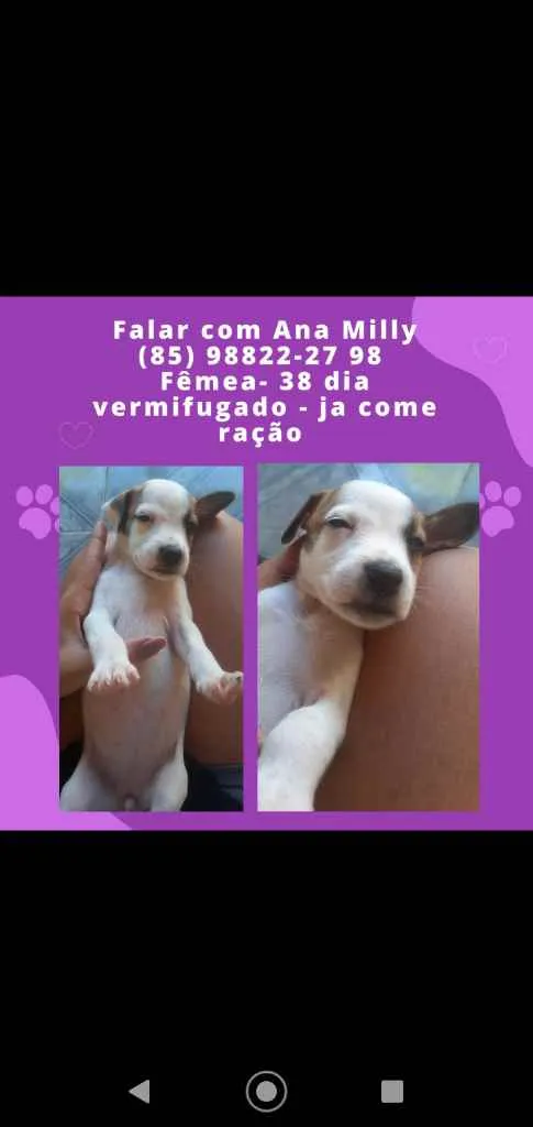 Cachorro ra a Mista idade Abaixo de 2 meses nome Sem nome