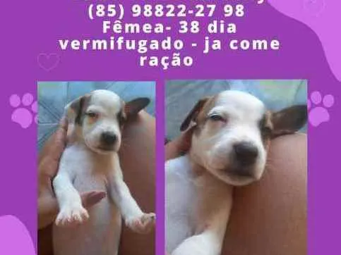 Cachorro ra a Mista idade Abaixo de 2 meses nome Sem nome