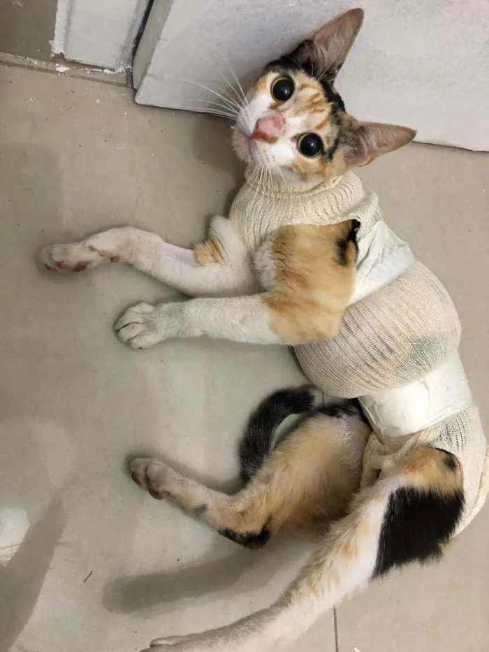 Gato ra a SRD idade 1 ano nome Menina