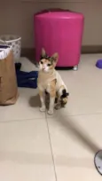 Menina