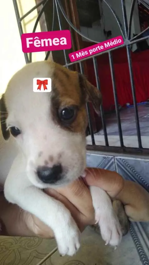 Cachorro ra a Mista idade Abaixo de 2 meses nome Sem nome