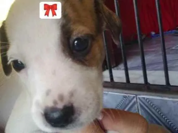 Cachorro ra a Mista idade Abaixo de 2 meses nome Sem nome