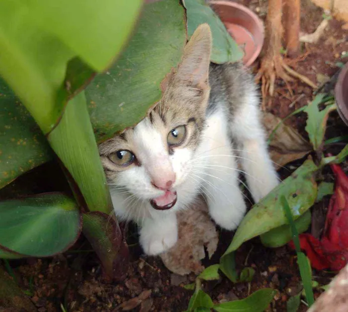 Gato ra a SRD idade Abaixo de 2 meses nome Gatinhas 1 e 2