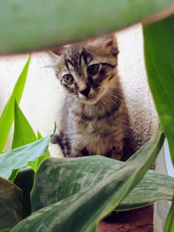 Gato ra a SRD idade Abaixo de 2 meses nome Gatinhas 1 e 2