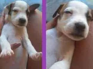 Cachorro ra a Mista idade Abaixo de 2 meses nome Sem nome