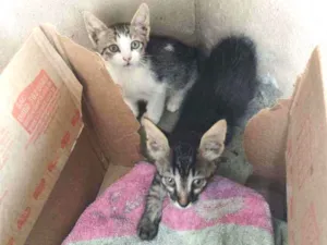 Gato raça SRD idade Abaixo de 2 meses nome Gatinhas 1 e 2