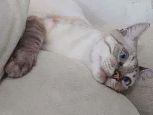 Gato raça SRD idade 2 a 6 meses nome Flan