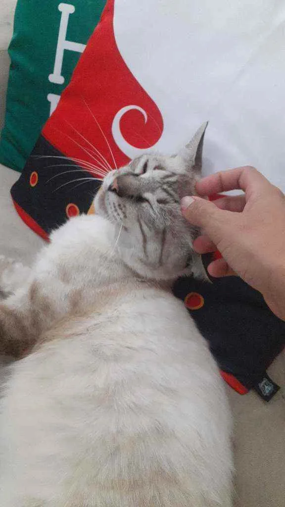 Gato raça SRD idade 2 a 6 meses nome Flan