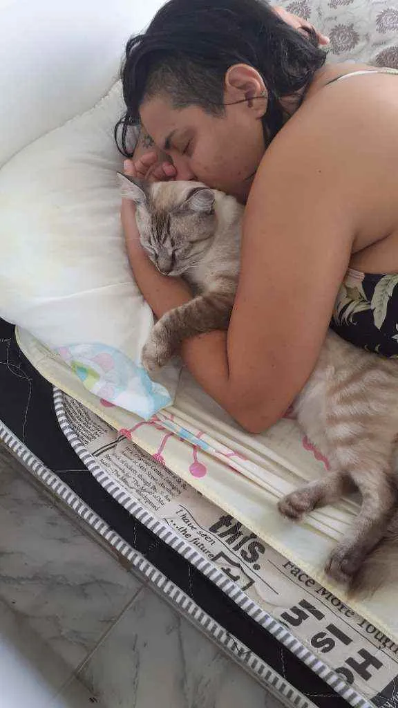 Gato raça SRD idade 2 a 6 meses nome Flan