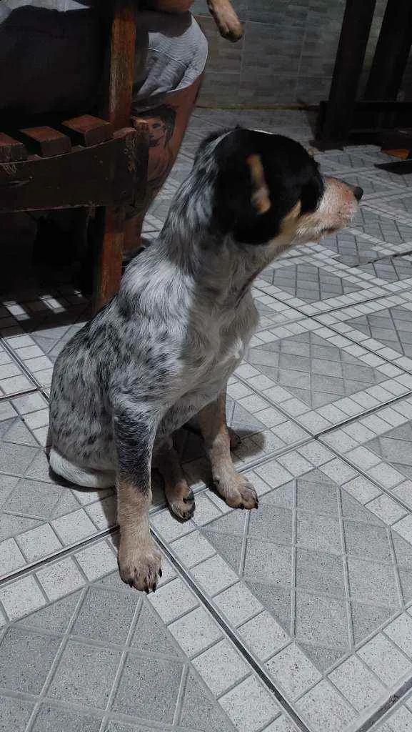 Cachorro ra a Viralata idade 2 a 6 meses nome Pintada 