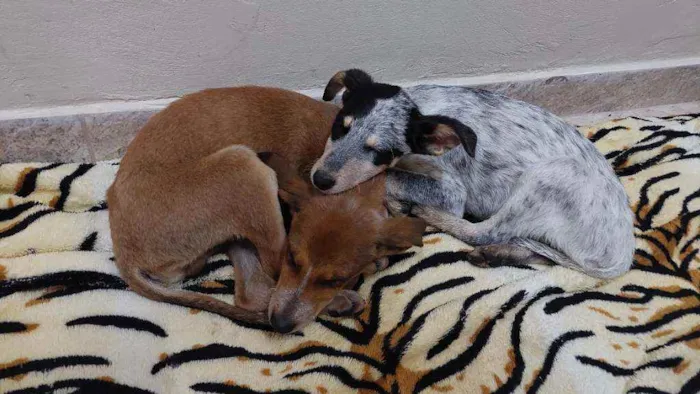 Cachorro ra a Viralata idade 2 a 6 meses nome Pintada 