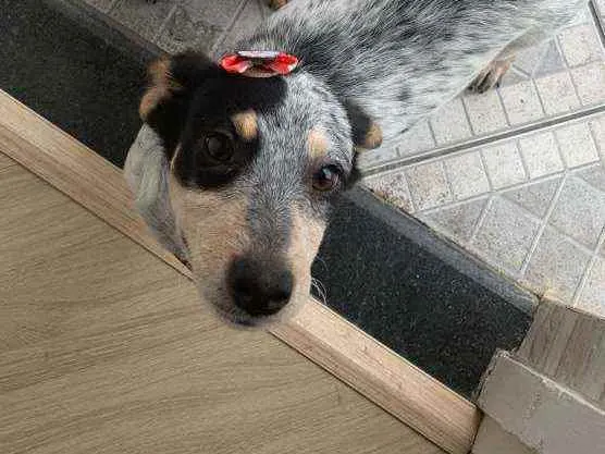 Cachorro ra a Viralata idade 2 a 6 meses nome Pintada 