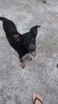 Pretinha