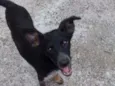 Pretinha