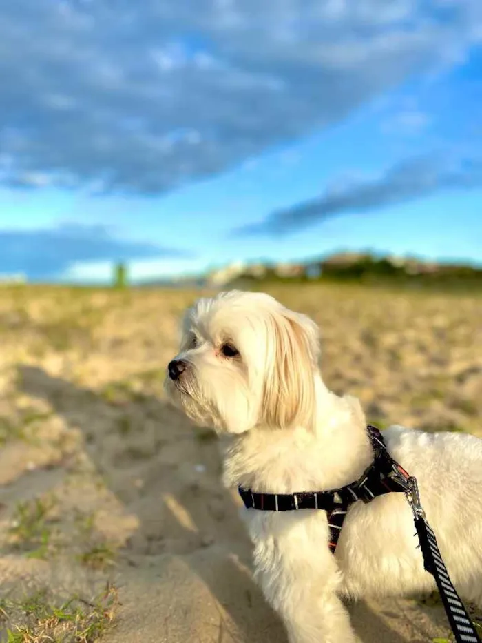 Cachorro raça Maltês  idade 3 anos nome Pingo 