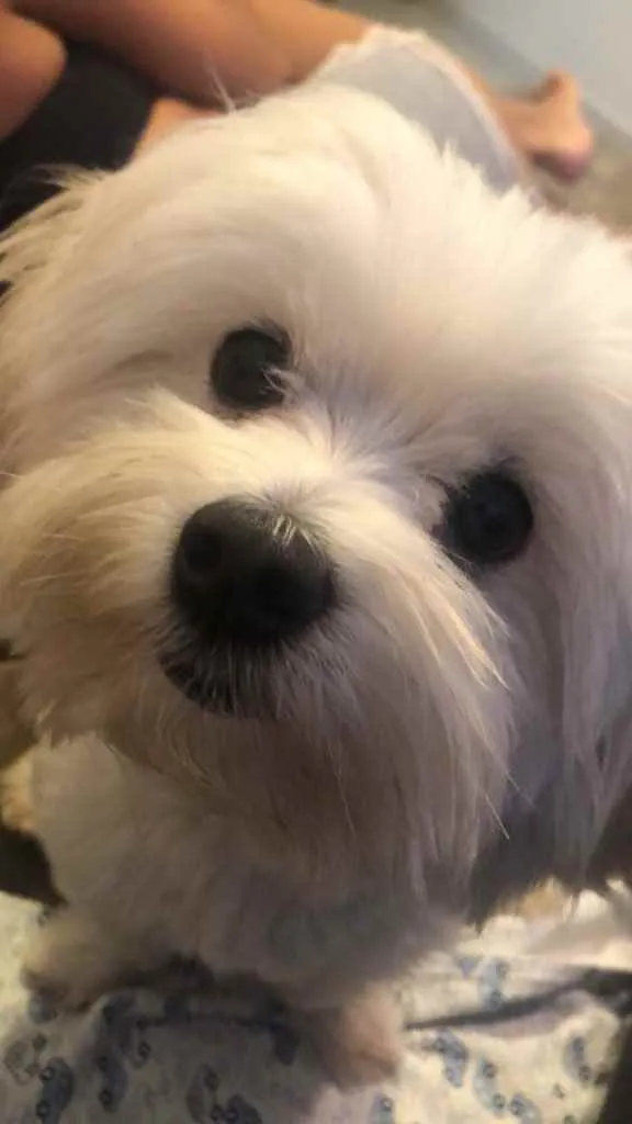 Cachorro raça Maltês  idade 3 anos nome Pingo 