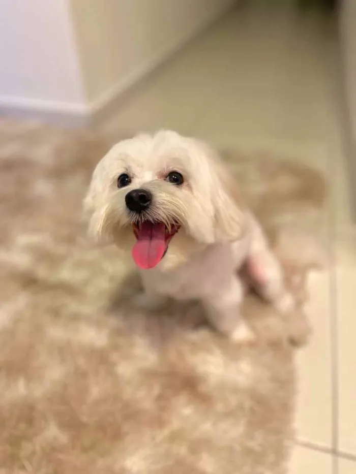 Cachorro raça Maltês  idade 3 anos nome Pingo 