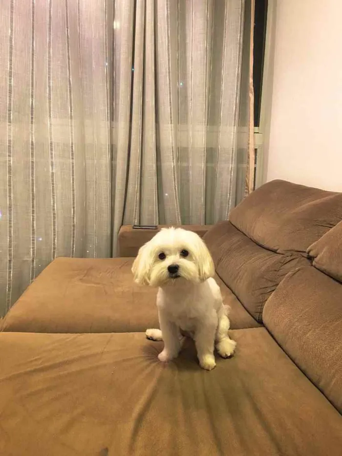 Cachorro raça Maltês  idade 3 anos nome Pingo 