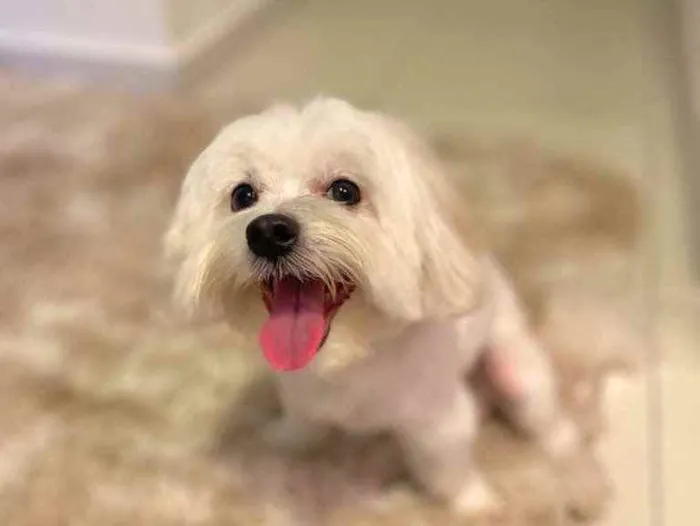 Cachorro raça Maltês  idade 3 anos nome Pingo 