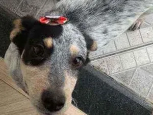 Cachorro raça Viralata idade 2 a 6 meses nome Pintada 