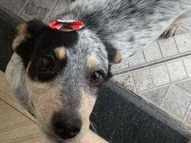 Cachorro ra a Viralata idade 2 a 6 meses nome Pintada 