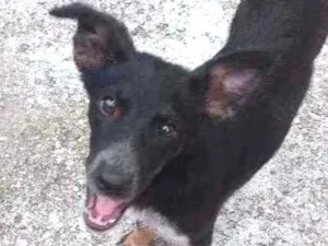 Cachorro raça Viralata idade 2 a 6 meses nome Pretinha 