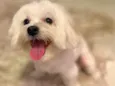 Pingo 