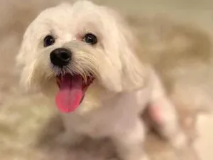 Cachorro raça Maltês  idade 3 anos nome Pingo 