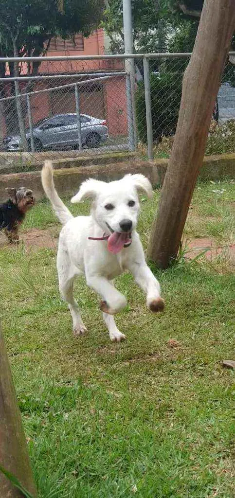 Cachorro raça SRD idade 7 a 11 meses nome MELISA
