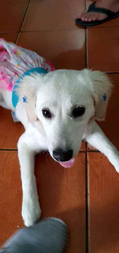 Cachorro raça SRD idade 7 a 11 meses nome MELISA