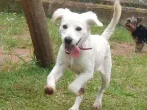 Cachorro raça SRD idade 7 a 11 meses nome MELISA