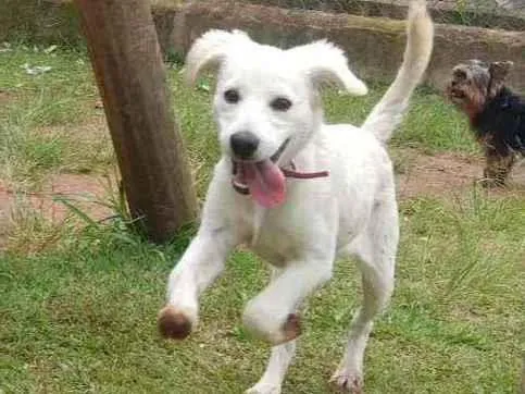 Cachorro raça SRD idade 7 a 11 meses nome MELISA