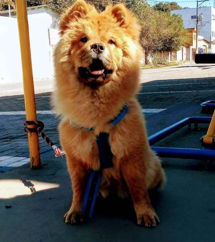 Cachorro ra a Chow-Chow idade 7 a 11 meses nome Fofinha