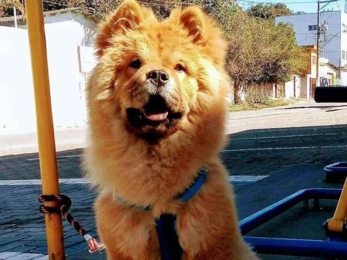 Cachorro ra a Chow-Chow idade 7 a 11 meses nome Fofinha