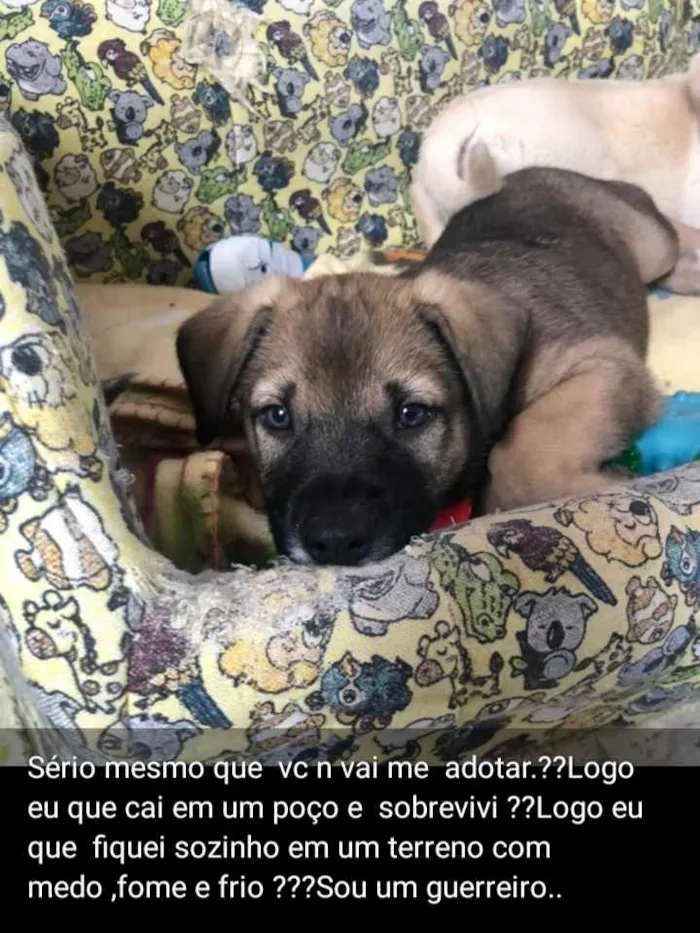 Cachorro ra a Srd idade Abaixo de 2 meses nome Ben